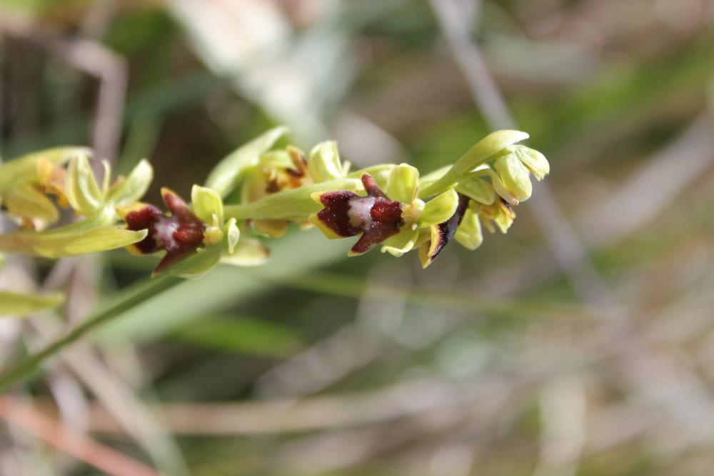 Ophrys d'Aymonin Ophrys aymoninii (Breistr.) Buttler, 1986