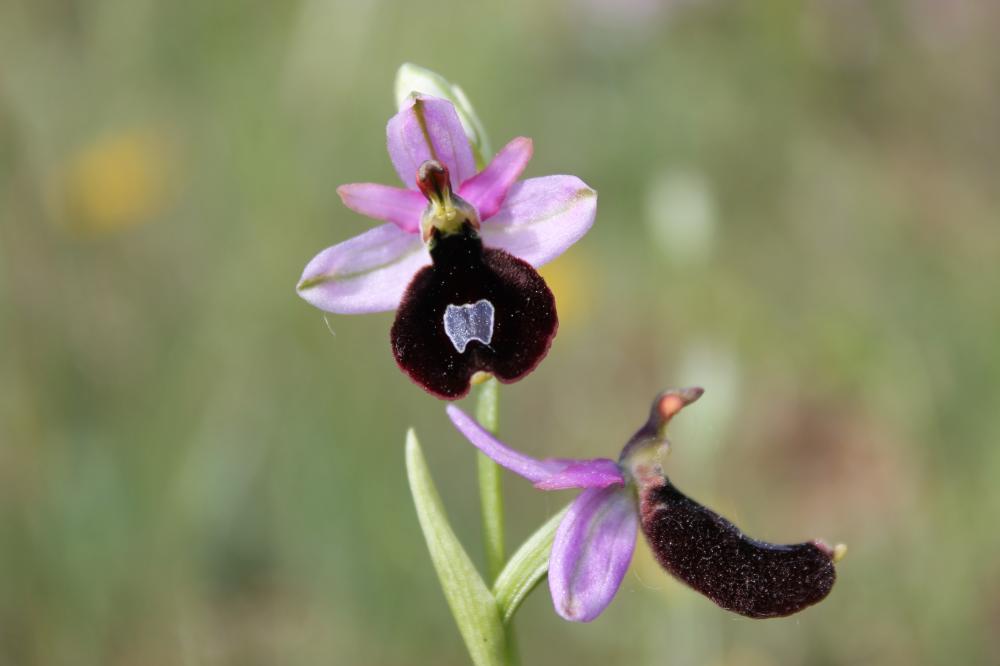 Ophrys de Bertoloni, Ophrys Aurélia Ophrys bertolonii Moretti, 1823