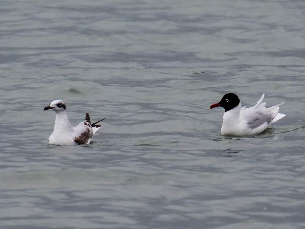 Mouette mélanocéphale Ichthyaetus melanocephalus (Temminck, 1820)