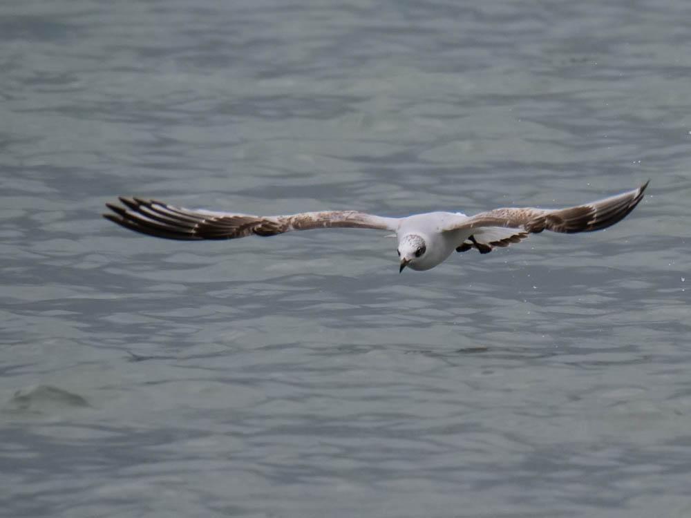 Mouette mélanocéphale Ichthyaetus melanocephalus (Temminck, 1820)