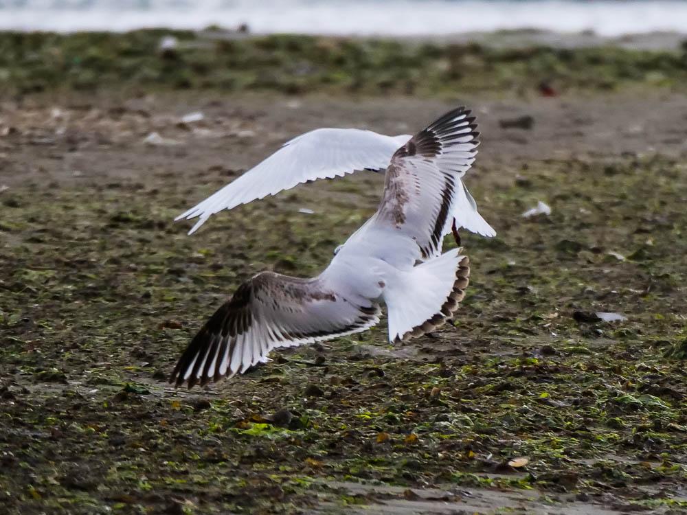 Mouette mélanocéphale Ichthyaetus melanocephalus (Temminck, 1820)