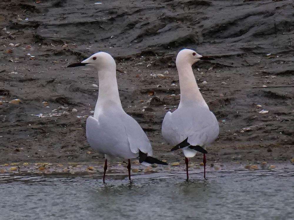 Goéland railleur Chroicocephalus genei (Brême, 1839)