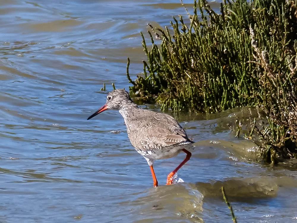 Chevalier gambette Tringa totanus (Linnaeus, 1758)