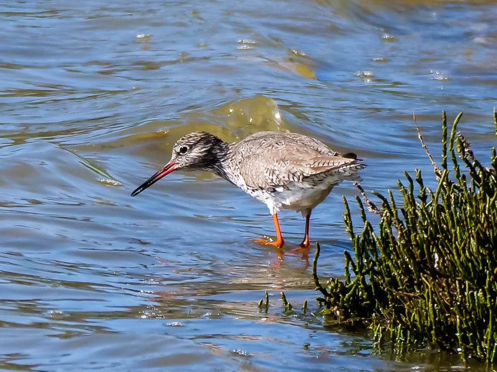 Chevalier gambette Tringa totanus (Linnaeus, 1758)