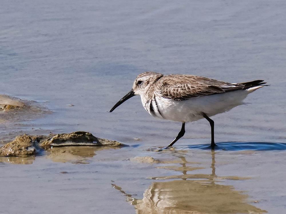 Bécasseau variable Calidris alpina (Linnaeus, 1758)