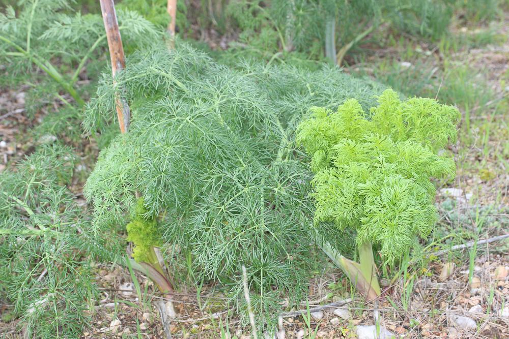 Ferule commune, Pamelier Ferula communis L., 1753