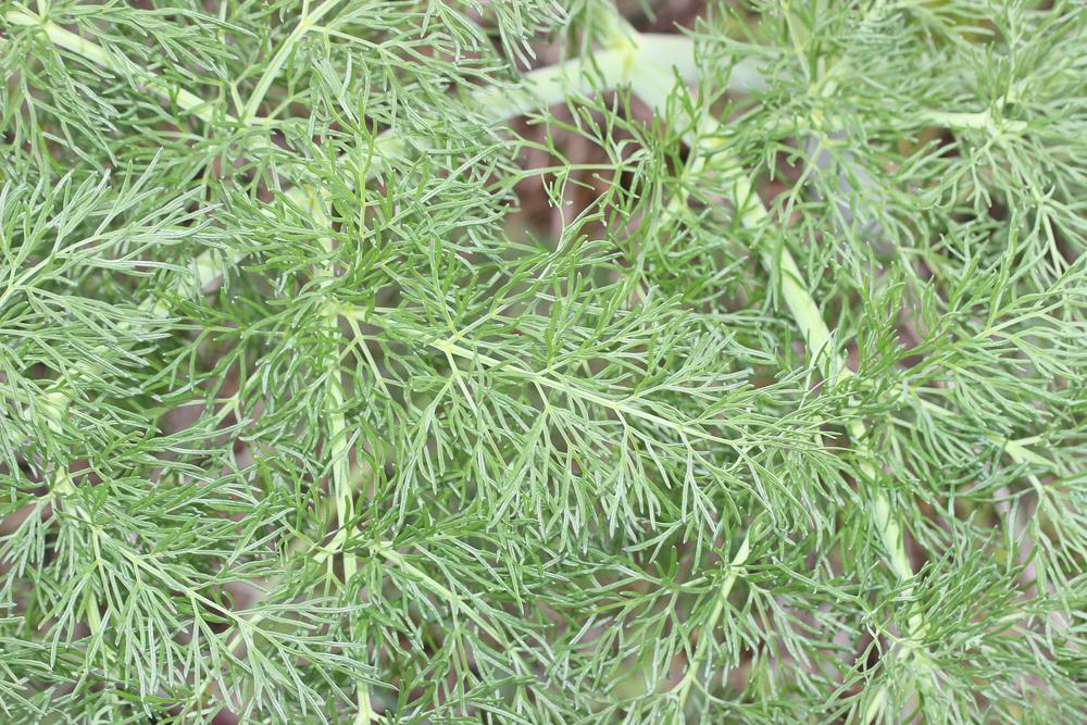 Ferule commune, Pamelier Ferula communis L., 1753