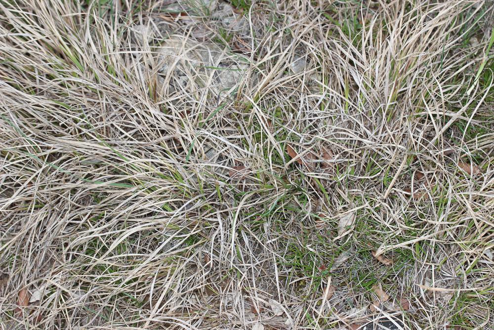 Chrysopogon grillon Chrysopogon gryllus (L.) Trin., 1820