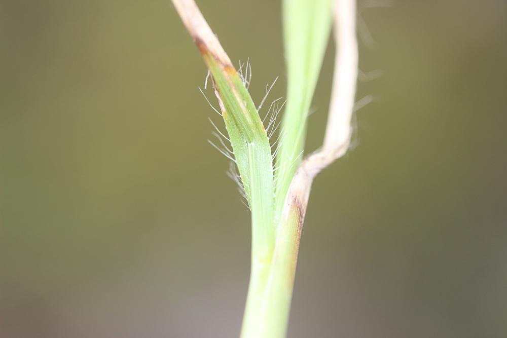 Chrysopogon grillon Chrysopogon gryllus (L.) Trin., 1820