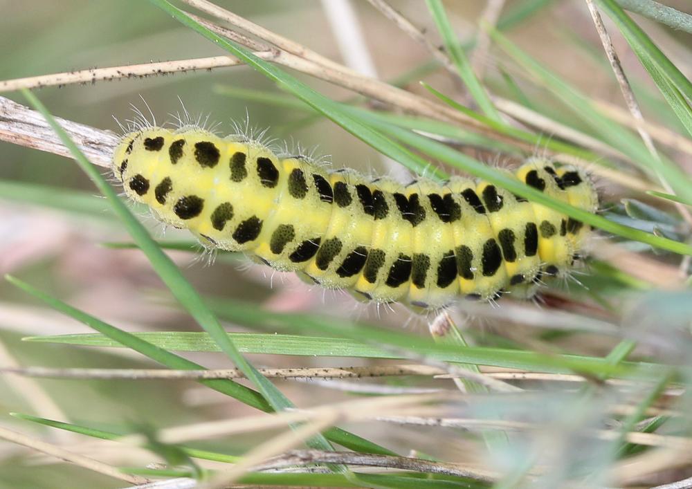 Zygène du Pied-de-Poule (La), Zygène des Lotiers ( Zygaena filipendulae (Linnaeus, 1758)
