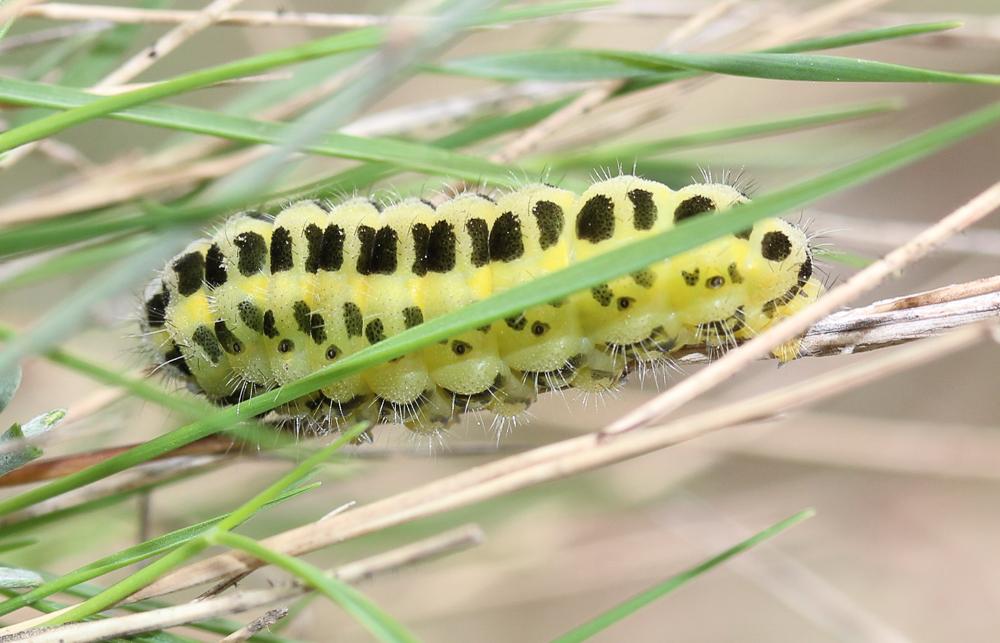 Zygène du Pied-de-Poule (La), Zygène des Lotiers ( Zygaena filipendulae (Linnaeus, 1758)