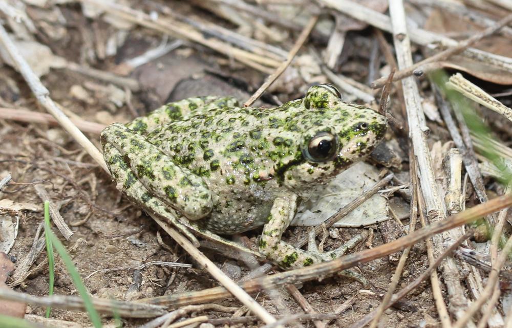 Pélodyte ponctué Pelodytes punctatus (Daudin, 1803)