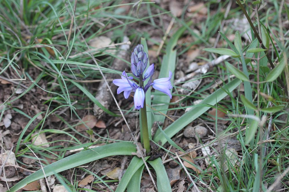 Jacinthe d'Espagne Hyacinthoides hispanica (Mill.) Rothm., 1944