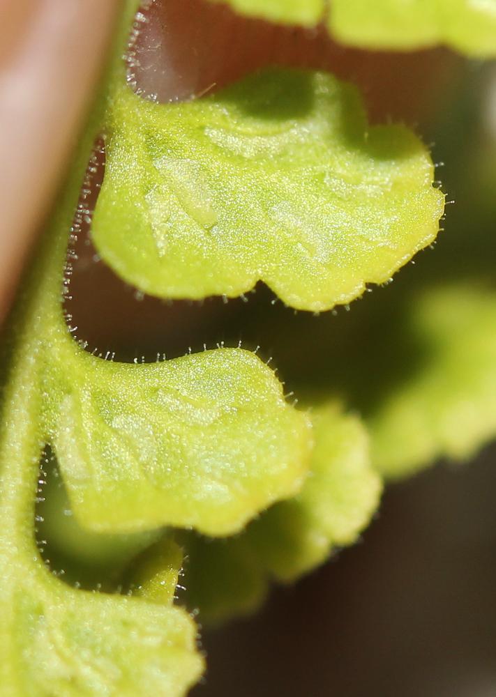 Doradille de Pétrarque Asplenium petrarchae (Guérin) DC., 1815