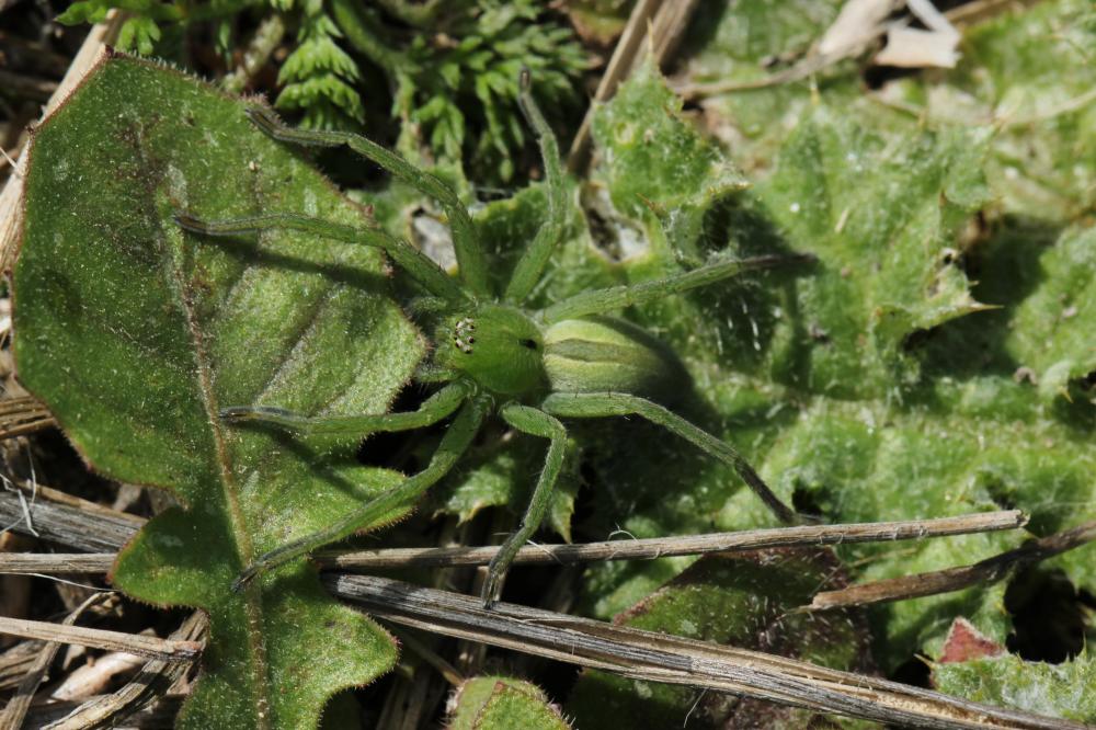  Micrommata ligurinum (C. L. Koch, 1845)