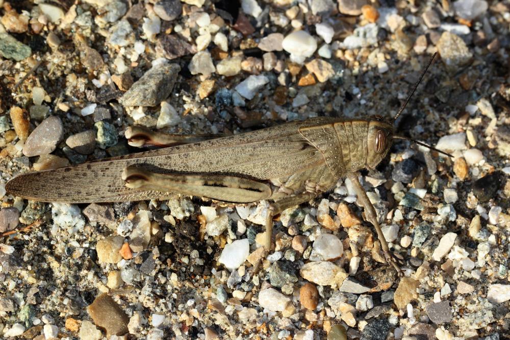 Criquet égyptien Anacridium aegyptium (Linnaeus, 1764)