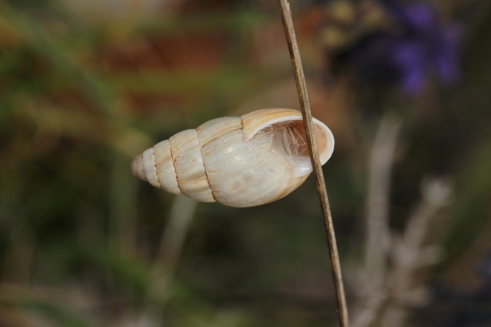Bulime zébré Zebrina detrita (O.F. Müller, 1774)