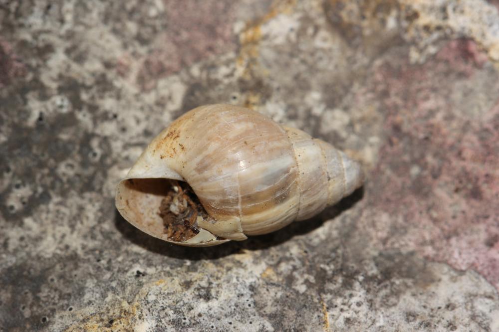 Bulime zébré Zebrina detrita (O.F. Müller, 1774)