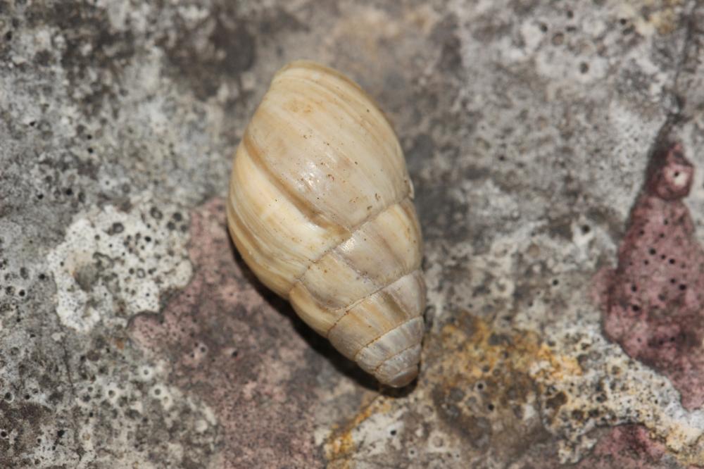 Bulime zébré Zebrina detrita (O.F. Müller, 1774)