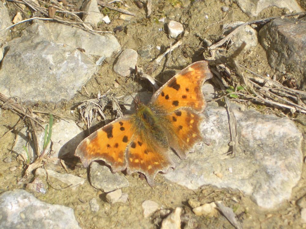 Gamma (Le), Robert-le-diable (Le), C-blanc (Le), D Polygonia c-album (Linnaeus, 1758)