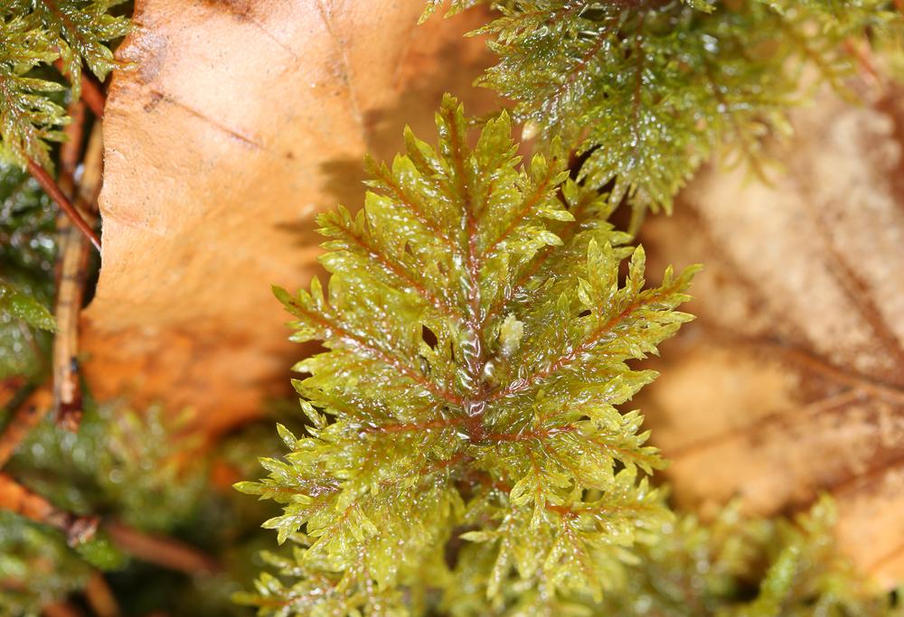 Hylocomium splendens (Hedw.) Schimp., 1852