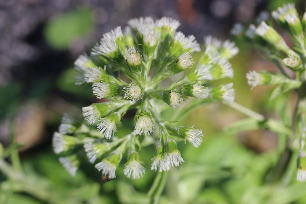 Pétasite blanc Petasites albus (L.) Gaertn., 1791