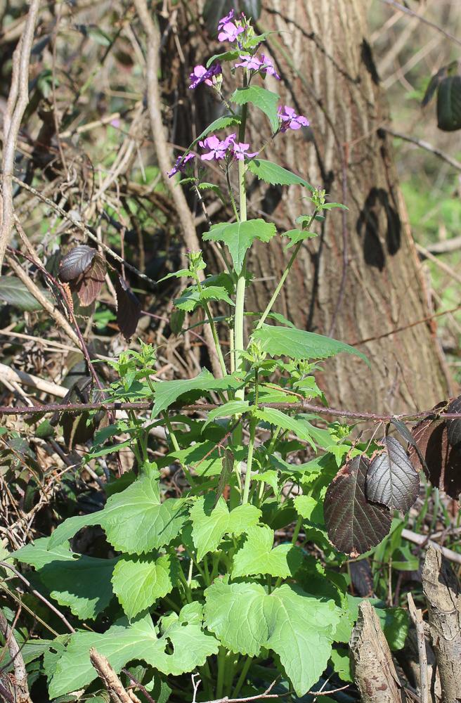 Monnaie-du-Pape, Lunaire annuelle Lunaria annua L., 1753