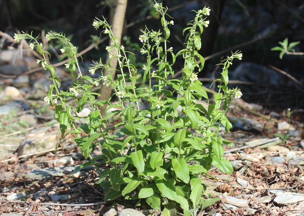 Arabette Tourette Pseudoturritis turrita (L.) Al-Shehbaz, 2005