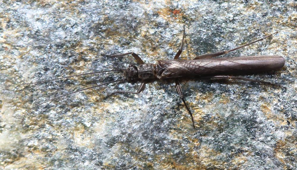 Plécoptères Plecoptera Burmeister, 1839