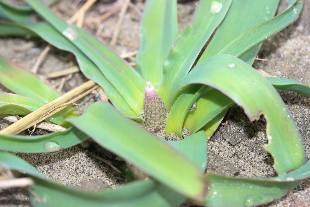 Muscari à toupet, Muscari chevelu Muscari comosum (L.) Mill., 1768