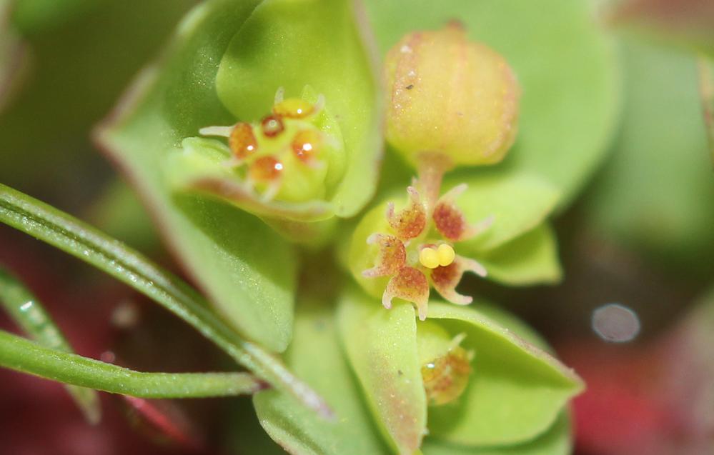 Euphorbia peplus var. peploides (Gouan) Vis., 1852