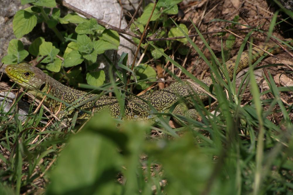 Lézard ocellé Timon lepidus (Daudin, 1802)