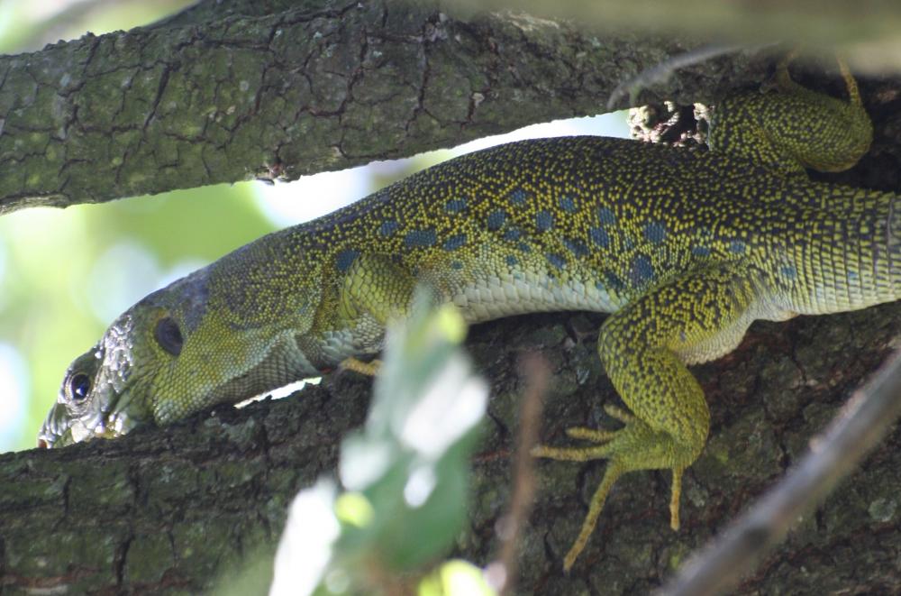 Lézard ocellé Timon lepidus (Daudin, 1802)
