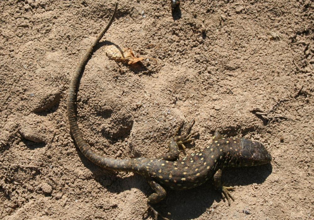 Lézard ocellé Timon lepidus (Daudin, 1802)