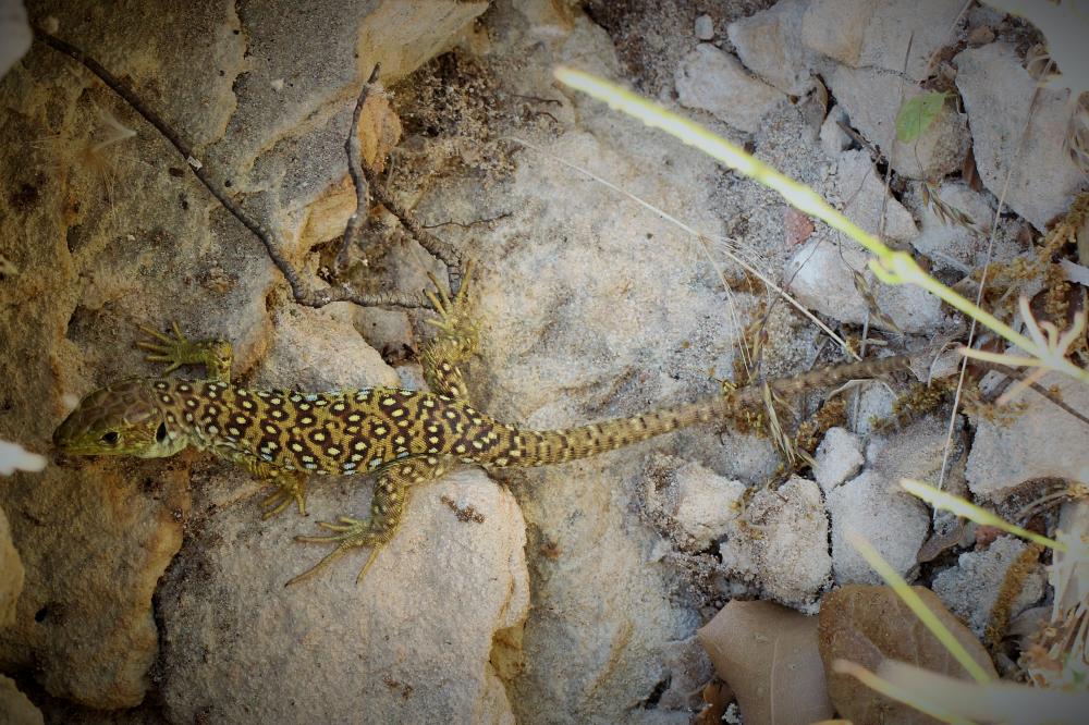 Lézard ocellé Timon lepidus (Daudin, 1802)