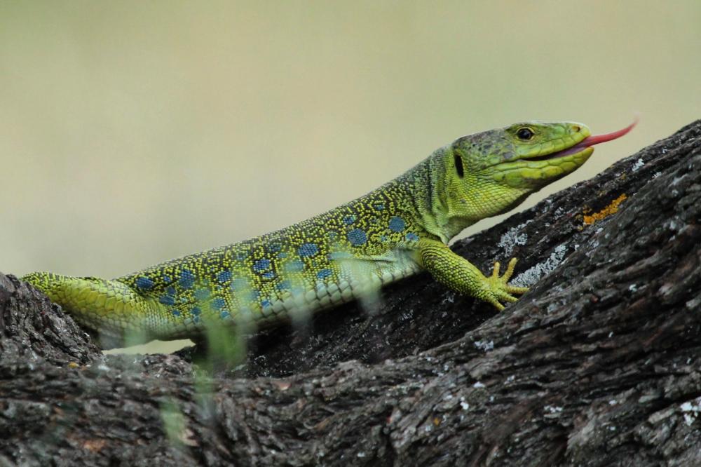 Lézard ocellé Timon lepidus (Daudin, 1802)