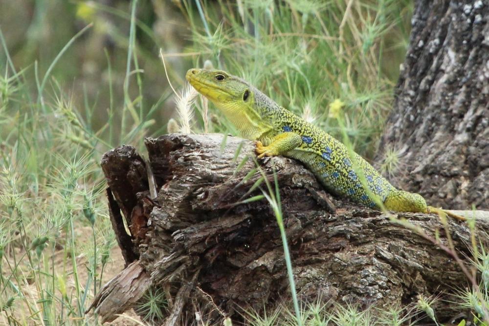 Lézard ocellé Timon lepidus (Daudin, 1802)