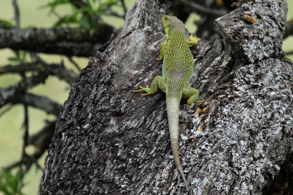 Lézard ocellé Timon lepidus (Daudin, 1802)