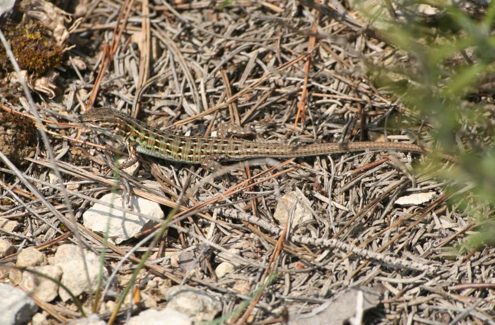Psammodrome d'Edwards Psammodromus edwarsianus (An. Dugès, 1829)