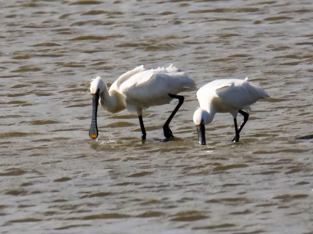 Spatule blanche Platalea leucorodia Linnaeus, 1758