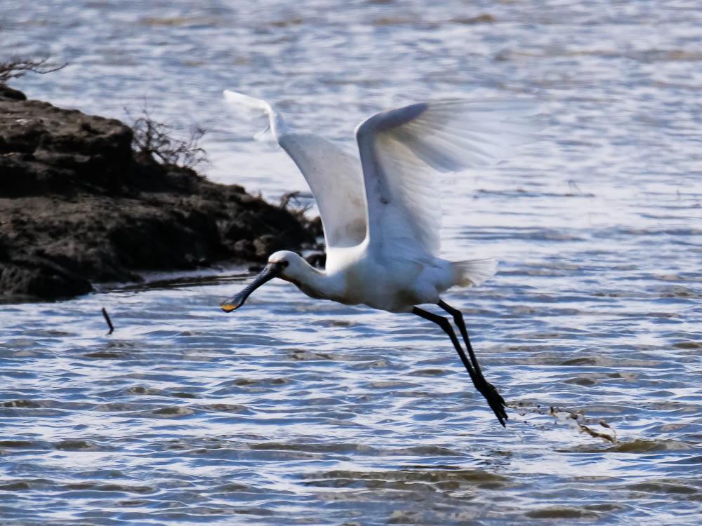 Spatule blanche Platalea leucorodia Linnaeus, 1758