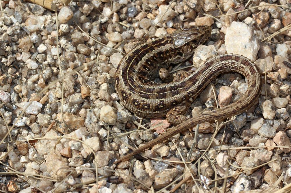 Lézard des souches Lacerta agilis Linnaeus, 1758