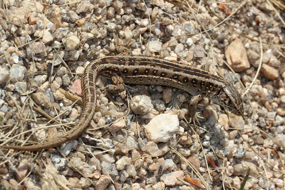 Lézard des souches Lacerta agilis Linnaeus, 1758