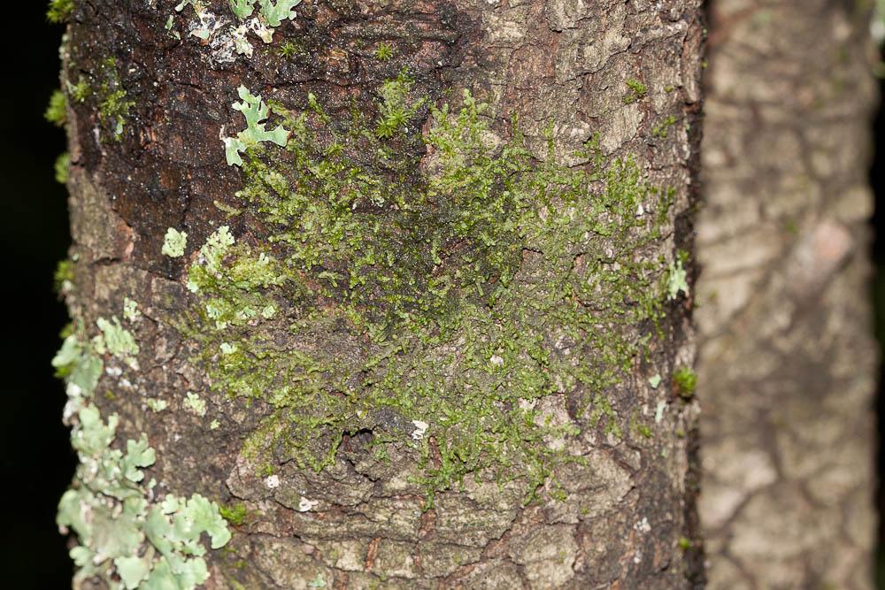 Frullania dilatata (L.) Dumort., 1835