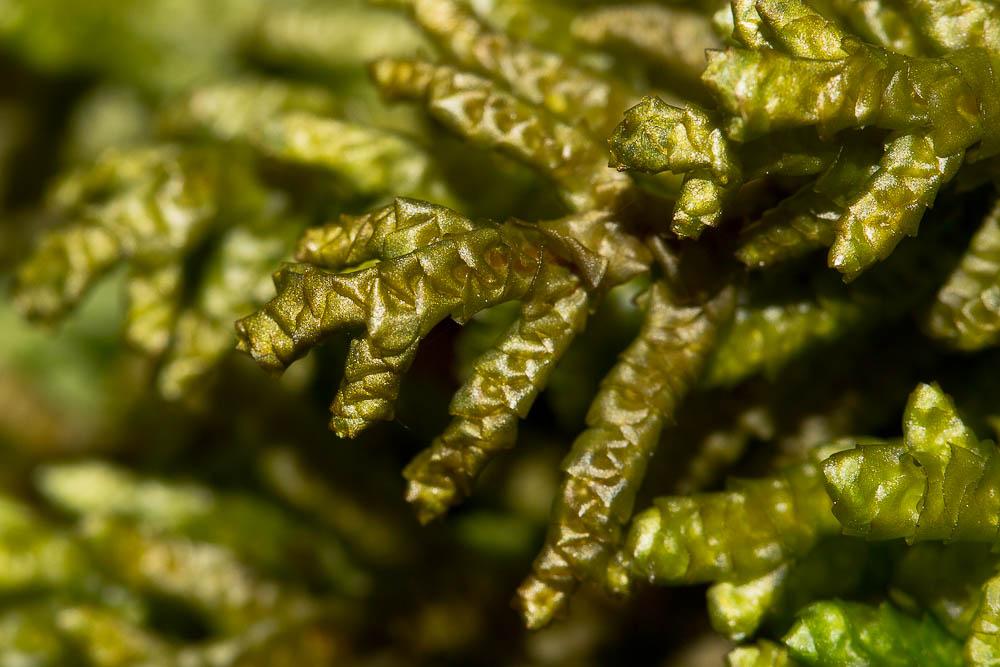 Porella platyphylla (L.) Pfeiff., 1855