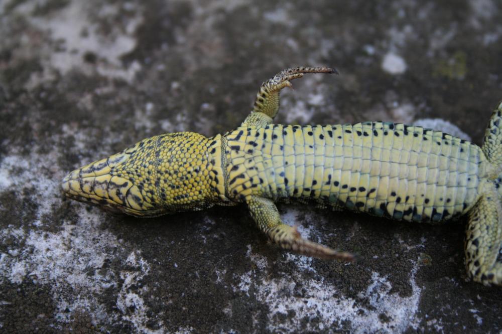 Lézard des murailles Podarcis muralis (Laurenti, 1768)