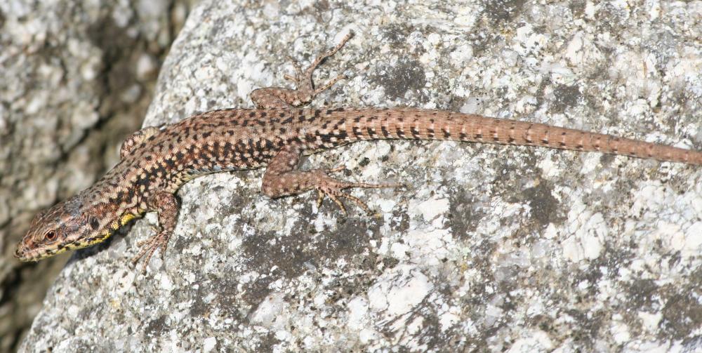 Lézard des murailles Podarcis muralis (Laurenti, 1768)