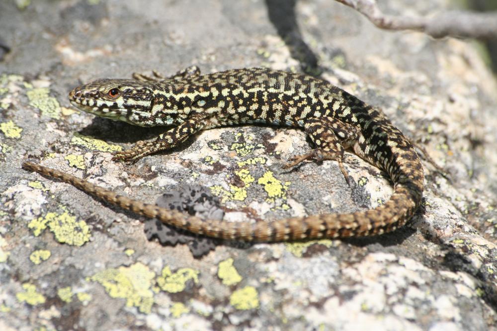 Lézard des murailles Podarcis muralis (Laurenti, 1768)