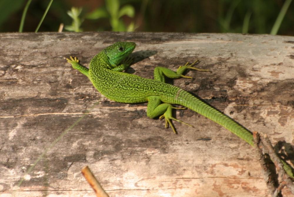 Lézard vert Lacerta bilineata Daudin, 1802