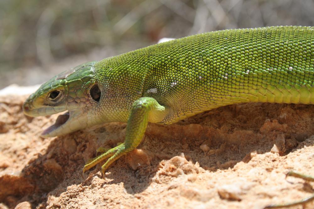 Lézard vert Lacerta bilineata Daudin, 1802